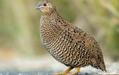 uploads/news/2020/06/mengintip-peluang-usaha-burung-871629ebafdc505_400.jpg