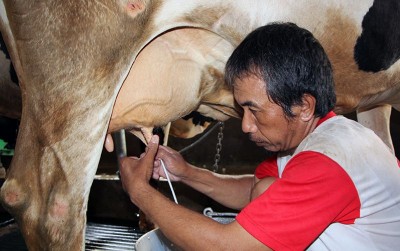 uploads/news/2020/06/menunggu-kebangkitan-konsumsi-susu-225648b20b4a630_400.JPG