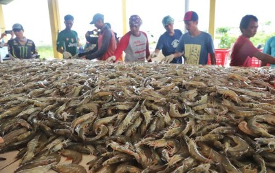uploads/news/2020/06/potensi-udang-di-selatan-328900b600947b3_400.jpeg