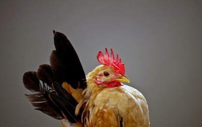 uploads/news/2020/06/untung-membusung-ayam-serama--890516543f1c219_400.jpg