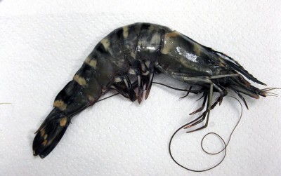 uploads/news/2020/07/-merosotnya-harga-udang-windu-144590ead654acf_400.jpg