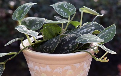uploads/news/2020/07/jatuh-cinta-dengan-philodendron-61880fa00a960cc_400.jpg