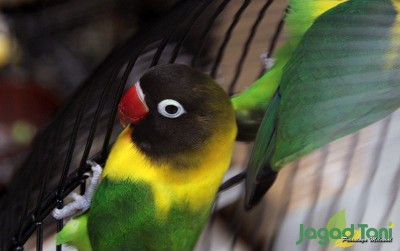 uploads/news/2020/07/kata-kata-ajaib-peternak-lovebird-81834a05fd4bd34_400.JPG