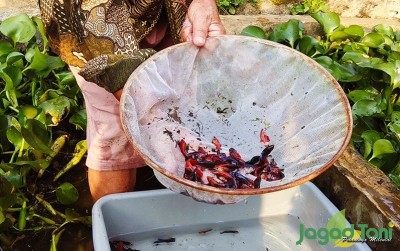 uploads/news/2020/07/kisah-madrouf-membangun-ternak-767641fc651f447_400.jpg