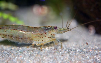 uploads/news/2020/07/kunci-keberhasilan-budidaya-udang-40758528ef6a20e_400.jpg