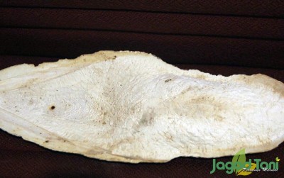uploads/news/2020/07/manfaat-tulang-sotong-untuk-67164ab83802e54_400.jpg