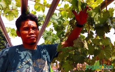 uploads/news/2020/07/memetik-anggur-di-atap-452350889c4804f_400.jpg