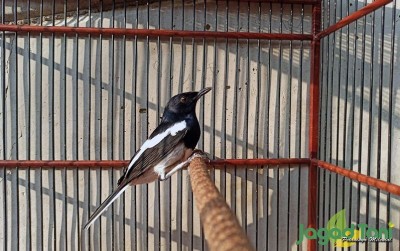 uploads/news/2020/07/mengenal-keunikan-burung-kacer-472084c52faa8e8_400.jpg