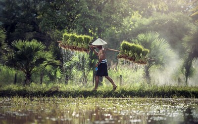 uploads/news/2020/07/mengenal-konsep-estate-padi-536249c33268464_400.jpg