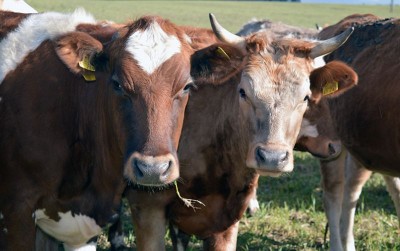 uploads/news/2020/07/mengenal-sapi-sapi-kurban-pilihan-757453c9e62f7b4_400.jpg