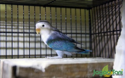 uploads/news/2020/07/mengetahui-mutasi-euwing-blue-47113adcb062931_400.JPG
