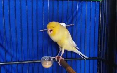 uploads/news/2020/07/menggiurkannya-beternak-kenari-tweety--2248281c45ea293_400.jpg