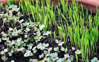 uploads/news/2020/07/mengintip-peluang-bisnis-microgreens-264622326c6d31d_400.jpg