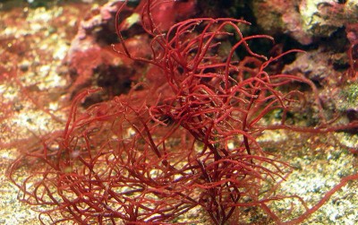 uploads/news/2020/07/menjaga-warna-rumput-laut-1698561babd18dd_400.jpg