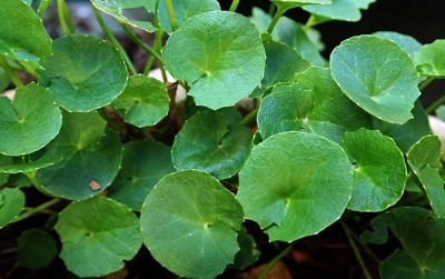 uploads/news/2020/07/meracik-formula-obat-herbal-18858f328984aeb_400.jpg