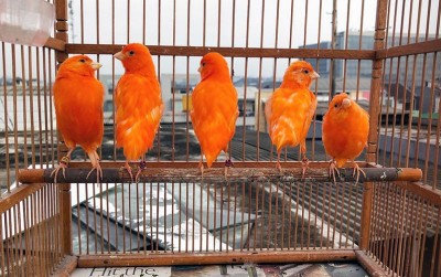 uploads/news/2020/07/merdunya-kicauan-burung-kenari-7877110b9c59cdf_400.jpg
