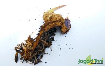 uploads/news/2020/07/naik-daun-kunyit-hitam--751102d8332fe4c_400.jpg