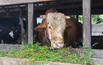uploads/news/2020/07/palembang-menanti-sapi-pilihan-28032140fc7eb91_400.jpg