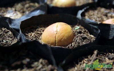 uploads/news/2020/07/rahasia-pembibitan-alpukat-cipedak-77244d7fa632808_400.jpg