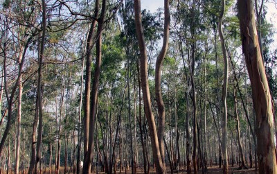 uploads/news/2020/07/rangkaian-panjang-eucalyptus-atasi-17483058c3e3c50_400.jpg