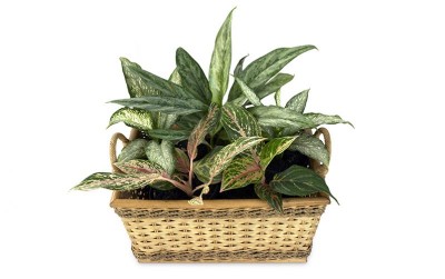 uploads/news/2020/07/rezeki-aglaonema-di-masa-1321099531e3693_400.jpg
