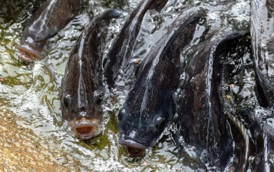 uploads/news/2020/07/untungnya-budidaya-ikan-nila-29489fbfa8caa0a_400.jpg
