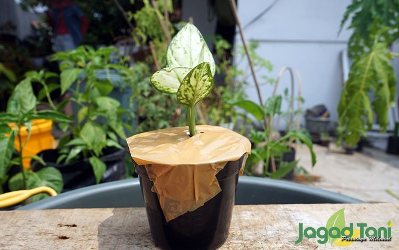 uploads/news/2020/08/aglaonema-ratu-daun-yang-901246b01a1887e.JPG