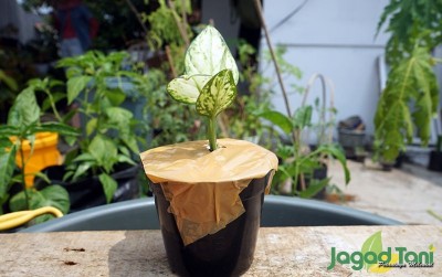 uploads/news/2020/08/aglaonema-ratu-daun-yang-901246b01a1887e_400.JPG