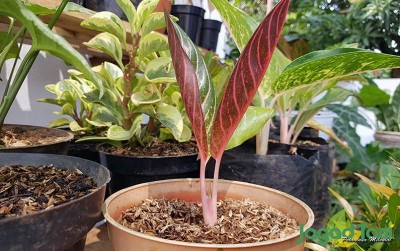 uploads/news/2020/08/berkenalan-dengan-aglaonema-kasta-771687973b2ed6e_400.jpg