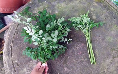 uploads/news/2020/08/budidaya-daun-kelor-di-80233c490abbefa_400.jpeg