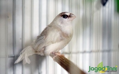 uploads/news/2020/08/burung-hama-yang-jadi-35586f19c908512_400.png