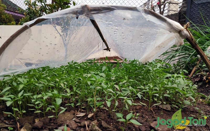 uploads/news/2020/08/cara-tradisional-membuat-bibit-62152e1feed266c.jpg