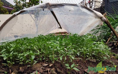 uploads/news/2020/08/cara-tradisional-membuat-bibit-62152e1feed266c_400.jpg