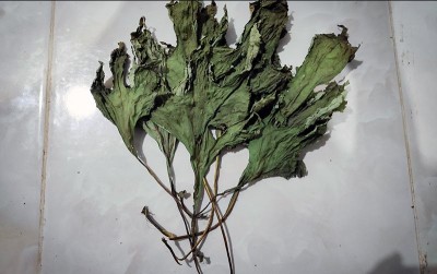 uploads/news/2020/08/cegah-diabetes-dengan-daun-3644363cf32a511_400.jpg