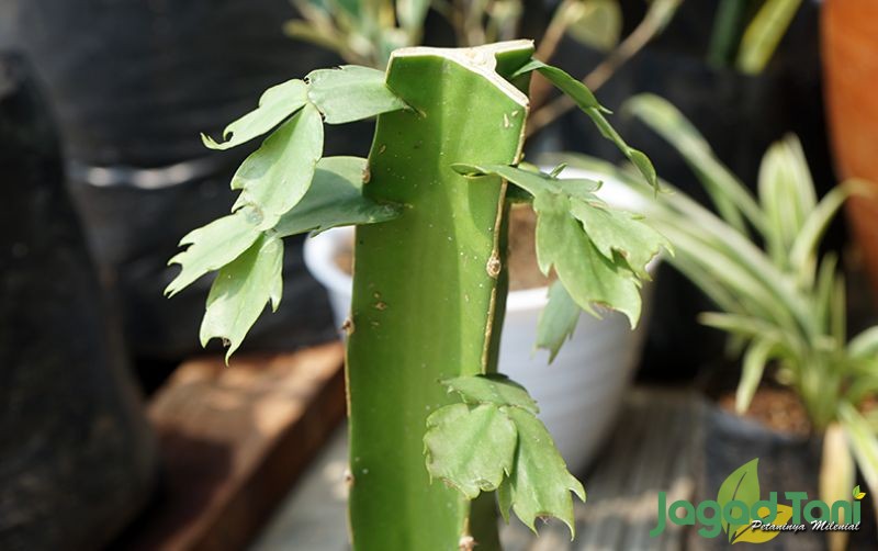 uploads/news/2020/08/grafting-bunga-cantik-wijaya-25299a4d49be6fb.JPG