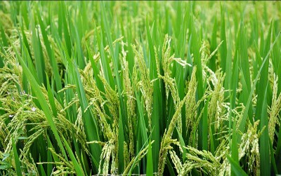uploads/news/2020/08/kabupaten-bogor-genjot-produksi-906441852bebb35_400.jpg