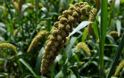 uploads/news/2020/08/mengenal-jewawut-pemilik-protein-302059ad4341778_400.jpg