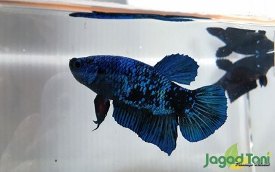 uploads/news/2020/08/meraup-untung-dari-cupang-6067843602cbd07_400.jpeg