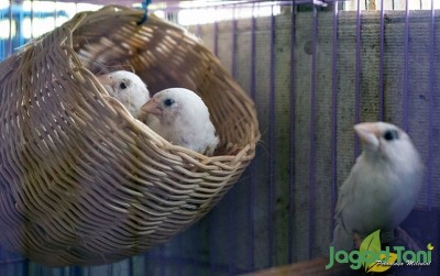 uploads/news/2020/08/mudahnya-merawat-burung-emprit-74772a969aaab99_400.png
