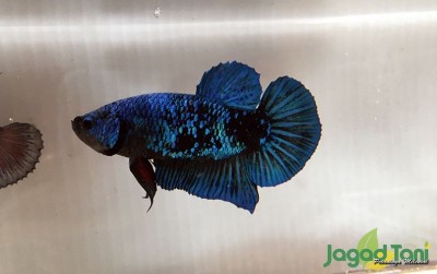 uploads/news/2020/08/mutasi-cantik-cupang-avatar-50842150a630695_400.jpeg