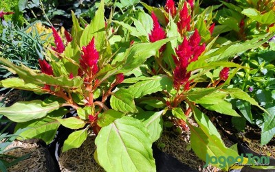 uploads/news/2020/08/naik-daun-si-jengger-22179b22ee3e5aa_400.jpg