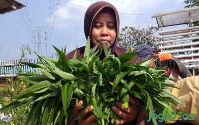 uploads/news/2020/08/panen-kangkung-di-rakit-50129385c027fd2_400.jpg