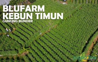 uploads/news/2020/08/panen-perdana-kebun-timun-99642354204c009_400.jpg