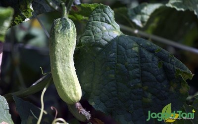 uploads/news/2020/08/panen-timun-blufarm-raup-61080dd486a7297_400.JPG