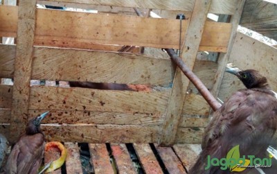 uploads/news/2020/08/pelepasliaran-burung-cenderawasih-di-32339a7c5c1a58f_400.JPG