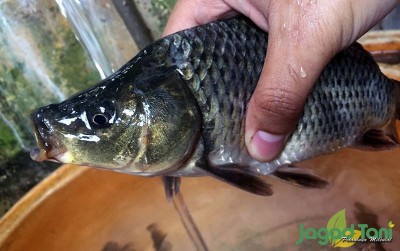 uploads/news/2020/08/pentingnya-membersihkan-ikan-sebelum-282345cdac064de_400.JPG