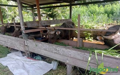 uploads/news/2020/08/persiapan-jayapura-hadapi-pon-59888fc98621442_400.png