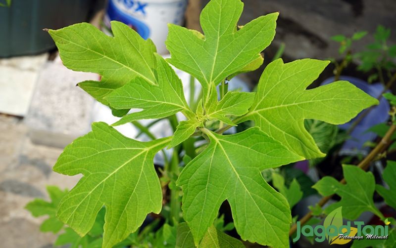 uploads/news/2020/08/pestisida-nabati-dari-daun-74351d06fda641f.JPG