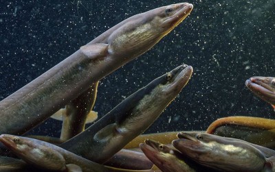 uploads/news/2020/08/potensi-tinggi-budidaya-ikan-45386240300d93f_400.jpg