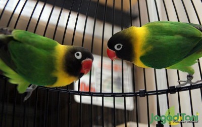 uploads/news/2020/08/rahasia-kicau-panjang-lovebird-3268179476f1ba2_400.JPG